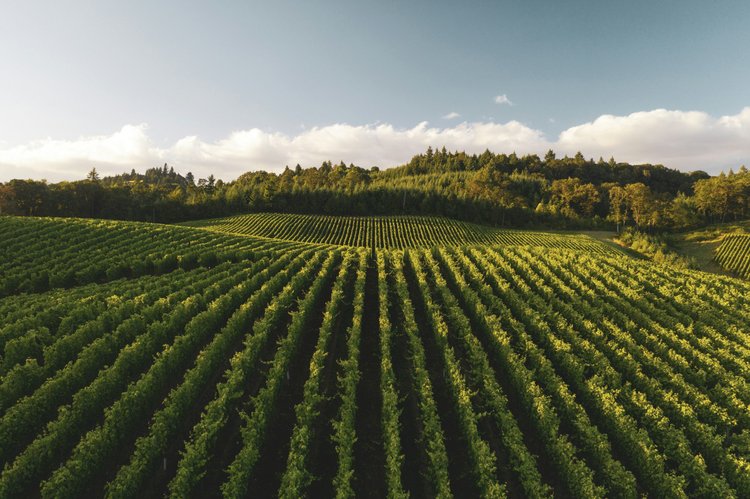 Vineyard landscape