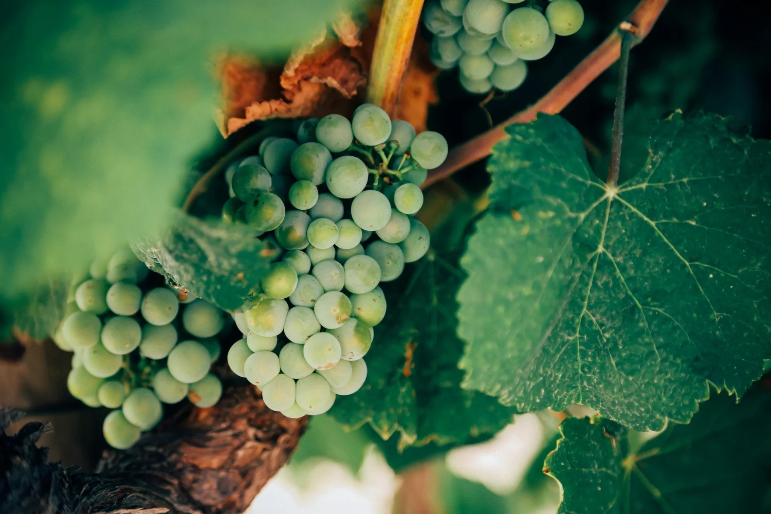 Green grapes on the vine